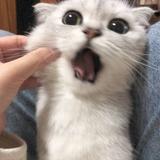 XXXCIKLcj头像