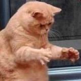 猪猪头像