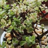 蓝色天空36头像