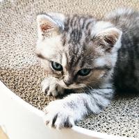 疾风改舒适头像