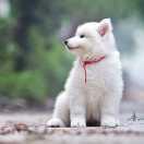 handanzhang的个人资料头像