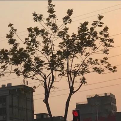 豪马车奴头像