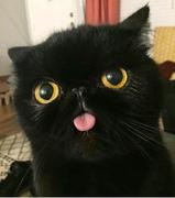 枫林晚吖的个人资料头像