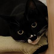 Ada的个人资料头像