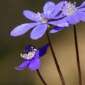 枣花儿未落头像