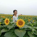 蓝天白云高山大海小桥头像