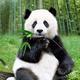 熊猫爱玩爱吃头像