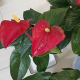 枫叶荻花秋瑟瑟EFCF头像
