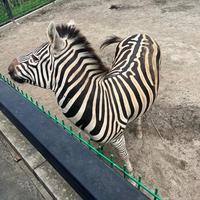 博学的柳叶r4k头像