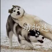 Husel的个人资料头像