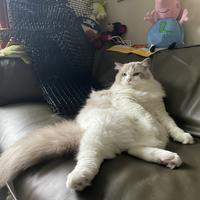 用户634528033399头像