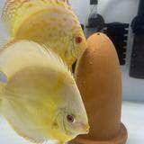 笨笨151221804头像