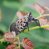 斑衣蜡蝉2E9Q头像