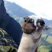 apple君35427的个人资料头像