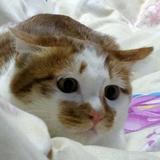 瞅你咋滴头像