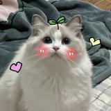 Clearlove766头像