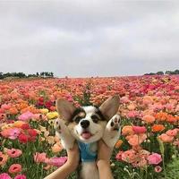 用户还未购车头像