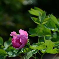 说说173407028头像