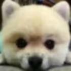 ben_zy的个人资料头像