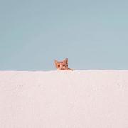 旺财飞飞飞的个人资料头像