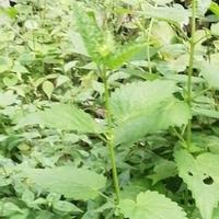 小东19900717头像