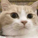 我的梦露呀头像