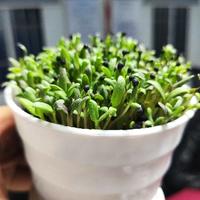 急先锋叫肌超头像