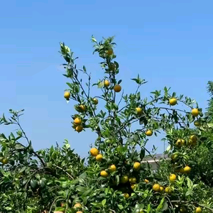 三雕国斗养殖头像