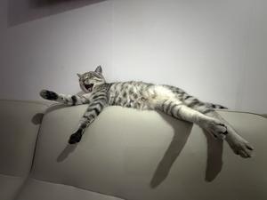老余的房本头像