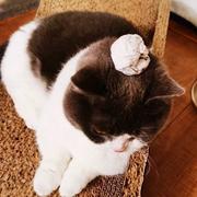 最好的兔子队长的个人资料头像