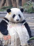 vividccc的个人资料头像