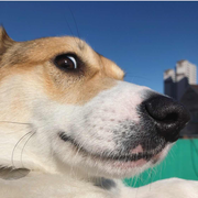 i_am_fenggggg的个人资料头像