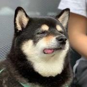 双木玉的个人资料头像