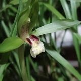 芥末洋番薯头像