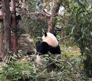 背对你的大熊猫的个人资料头像