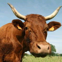 拉车的牛犊子头像