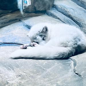 爱吐泡泡的羊咩咩头像