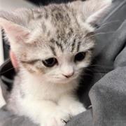 朝来试看青枝上的个人资料头像