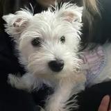 鱼沉秋水无痕头像