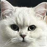 粘一腿狗毛的个人资料头像