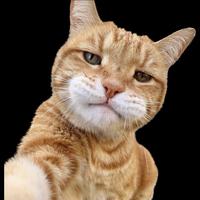 蓝朋友来咯头像