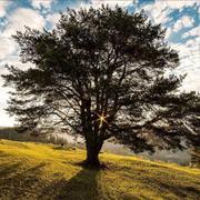 四月是你的笑的个人资料头像