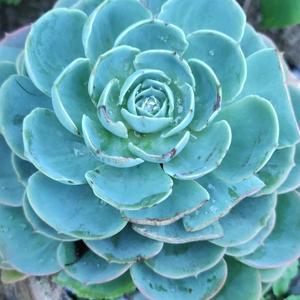 花开花落521头像