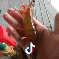 boom～虾卡拉卡头像