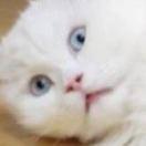 Evie的个人资料头像