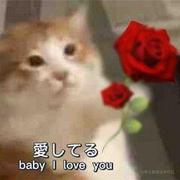 Kiameow的个人资料头像