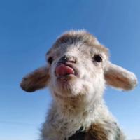 头比身子大不少头像