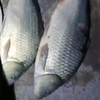 自在一人一杆一世界头像