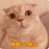 盛兄A头像