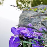 安逸辰星tR头像